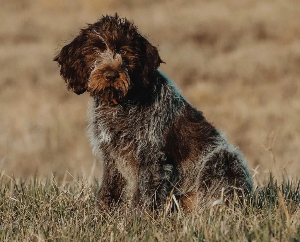 A wirehaired pointing griffon in Europe.