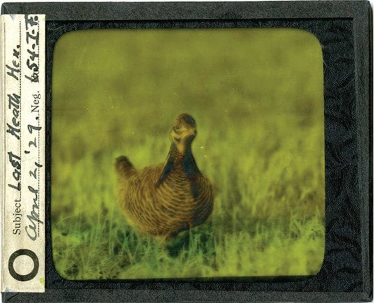 A health hen photo from 1929