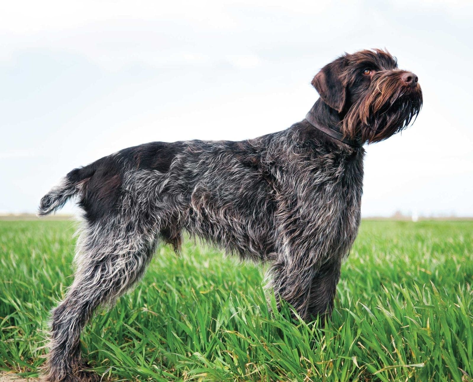 A Wirehaired Pointing Griffon standing in a field in North America.