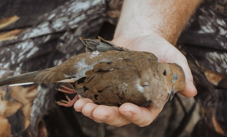 A hunter holds a dove from a successful hunt. 