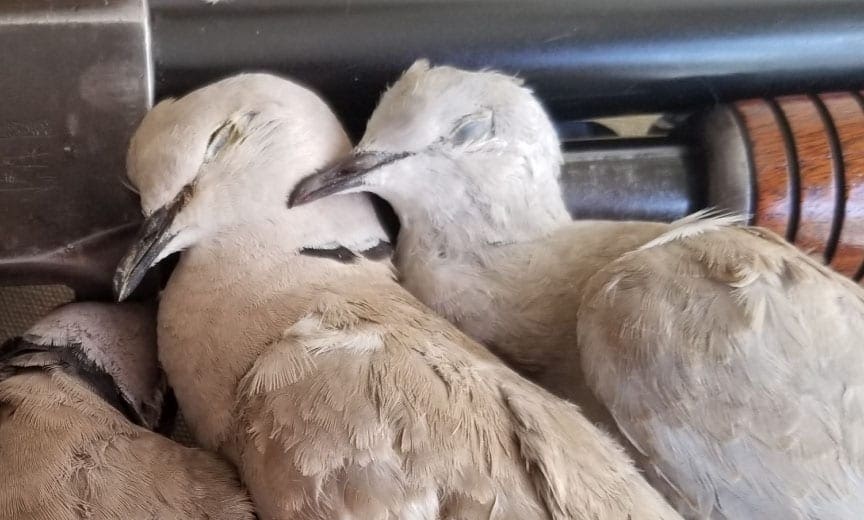 Eurasian Collared doves after a day hunting