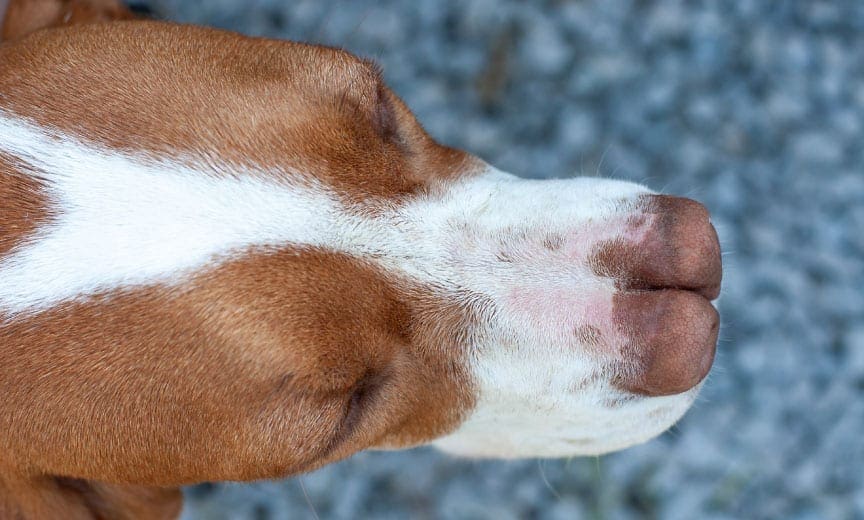 An image of a nose on a Spanish double nose pointer. 