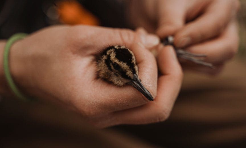 A woodcock chick being banded in Minnesota