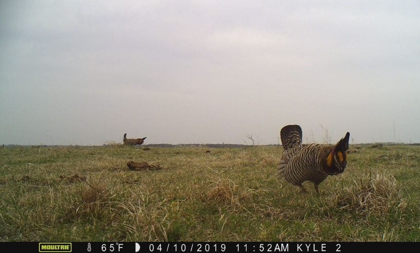 Prairie chickens captured on a trail camera