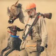 A bird hunter picks up to pheasant with his shotgun in hand