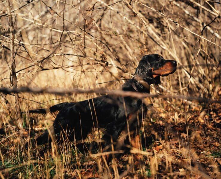 A Gordon Setter points a bird in North America