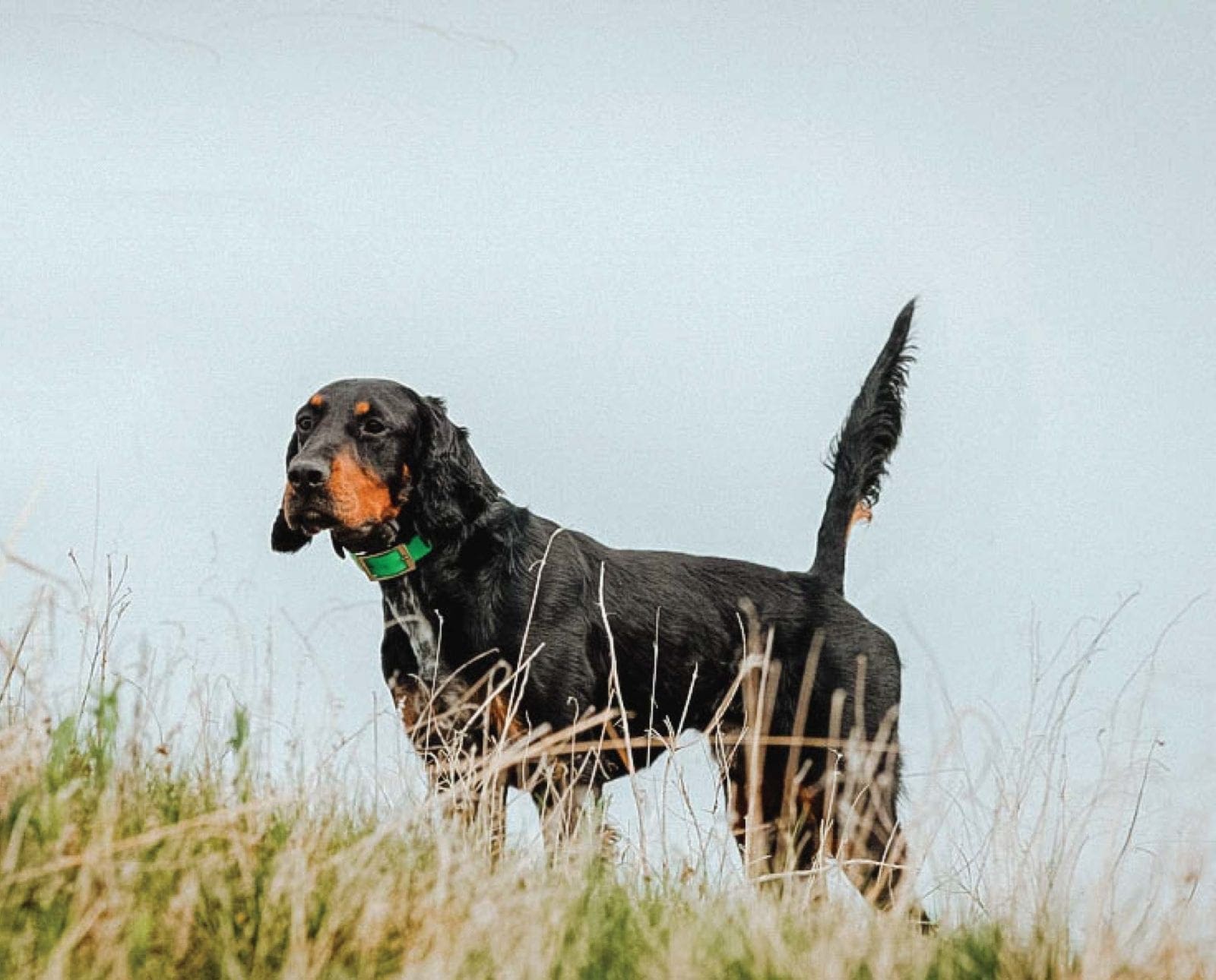 Gordon Setter - Breed History, Standards and Hunting Dog