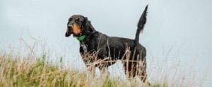 A gordon setter on point in Scotland