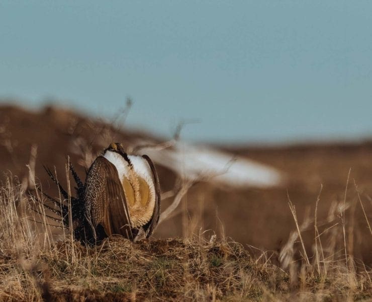 A sage grouse standing out in the open Sage Steppe