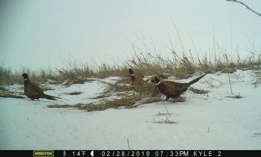 A flock of pheasant captured by a trail camera. 
