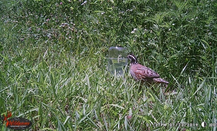 A bobwhite quail captured on a trail camera