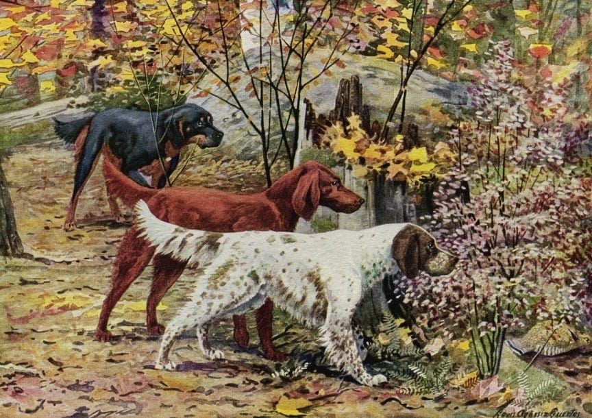 A gordon setter in an old painting