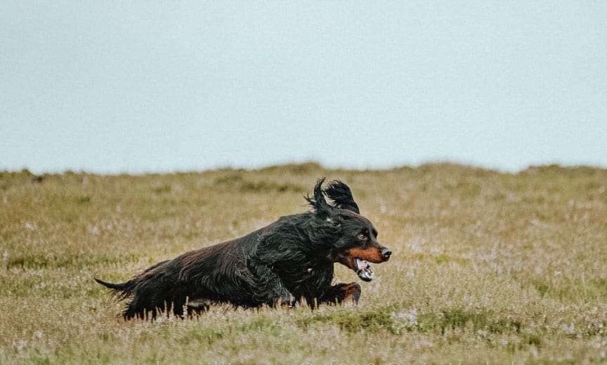 A Gordon setter running while hunting