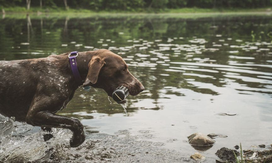 A German Shorthaired pointer retrieves a bumper during the water phase of the NAVHDA Natural Ability test