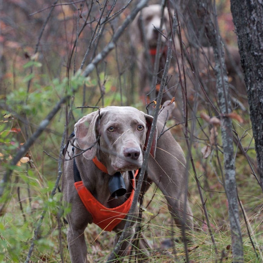 A Weimaraner pointing with a dog backing