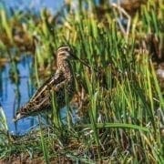 A snipe wading through mud in a field,