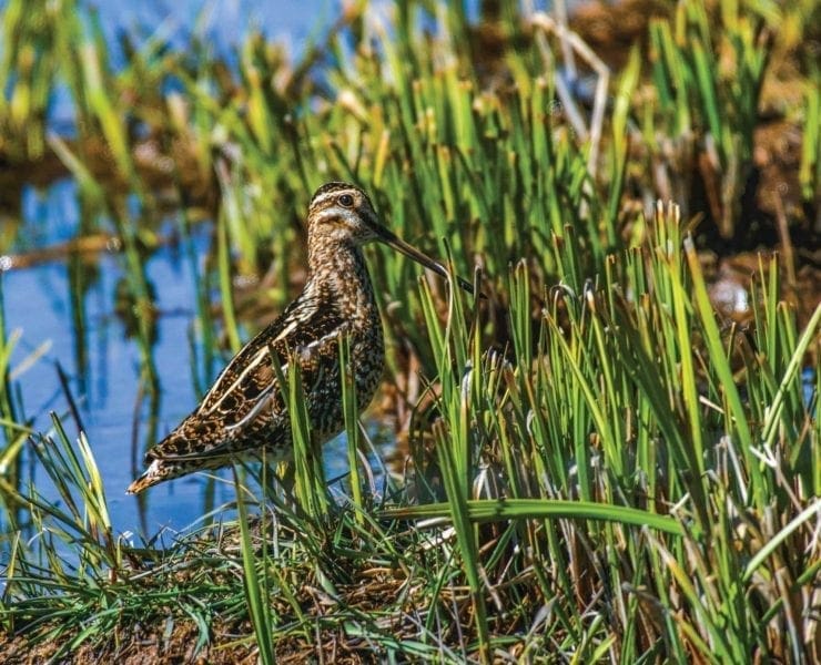 A snipe wading through mud in a field,