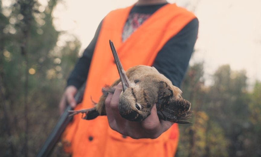 A Maine bird hunter shows an American woodcock