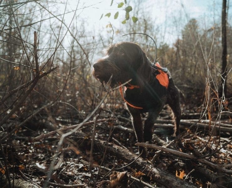 A bird dog wearing an e-collar while hunting