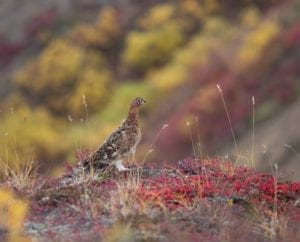 a ptarmigan grouse stands on a rock in Alaska