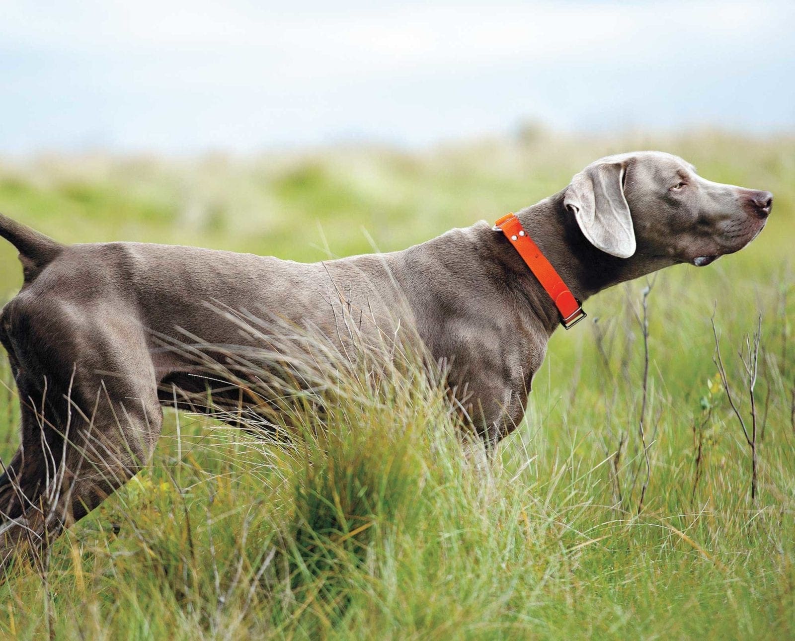A Weimaraner on point during training.