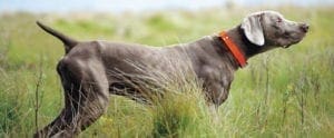 A Weimaraner on point while bird hunting
