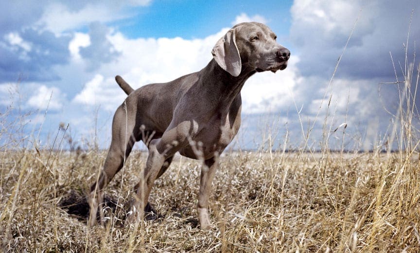 A Weimaraner hunting in a field. 
