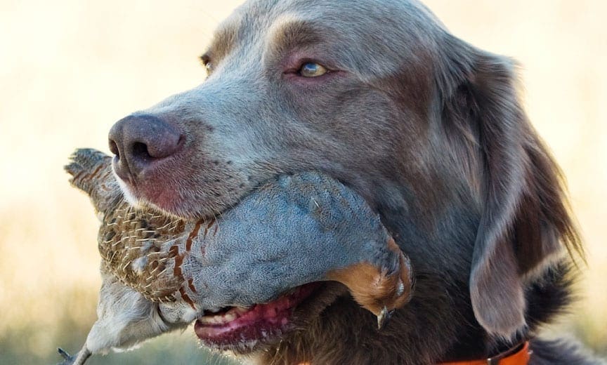 Weimaraner with a Hungarian partridge