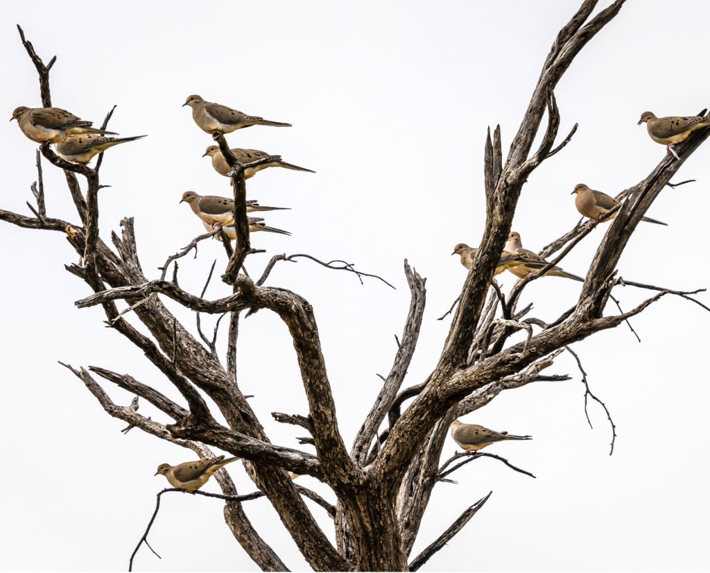 A flock of mourning doves in a tree during. mid-season hunting.