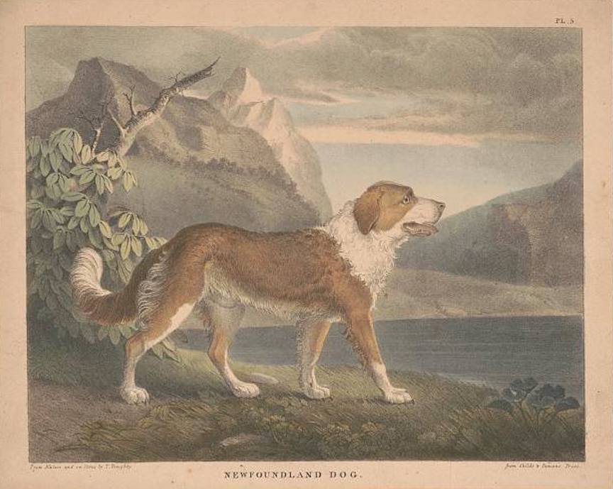 Seaman the Newfoundland Dog, companion of Lewis and Clark