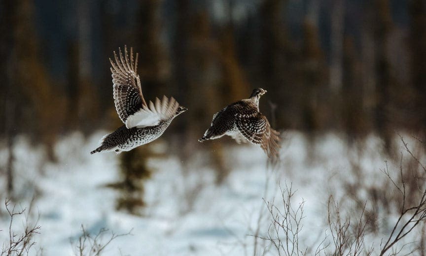 Spruce grouse flush away from a hunter