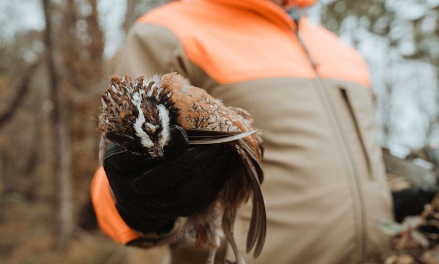 A private landowner hunts bobwhite quail
