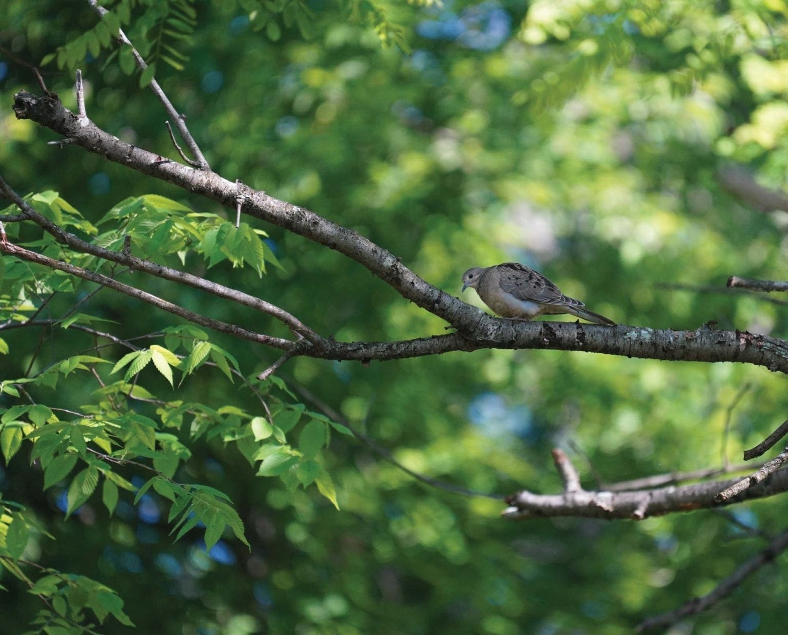 How To Identify Mourning Dove