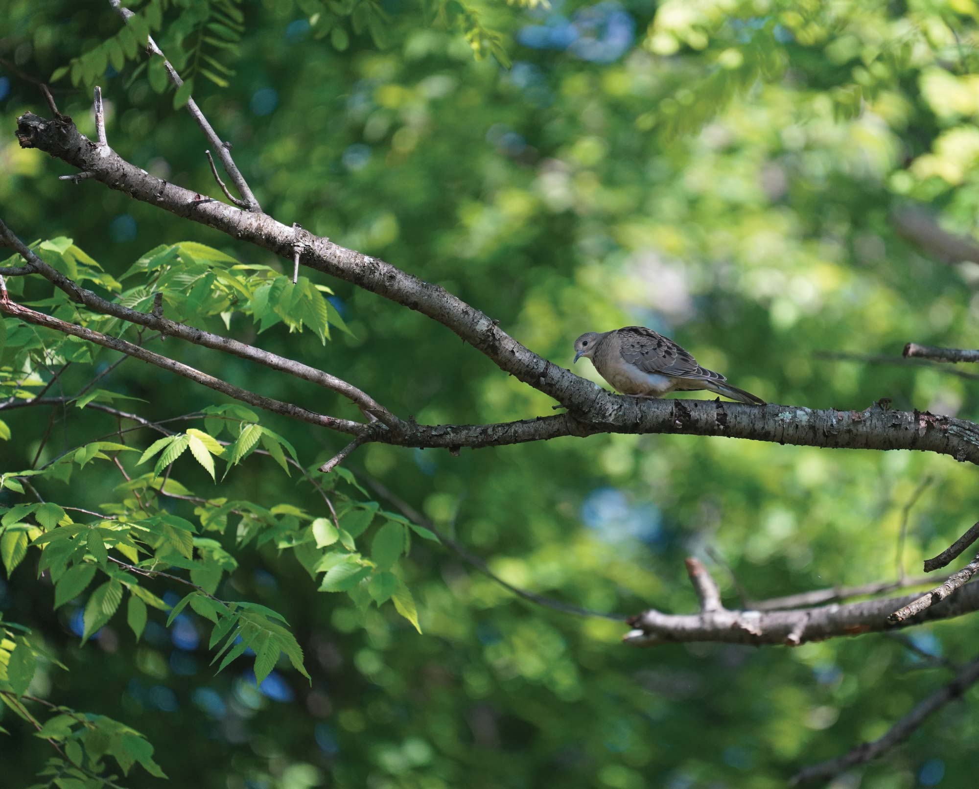 How to Identify Mourning Dove Habitat - Project Upland