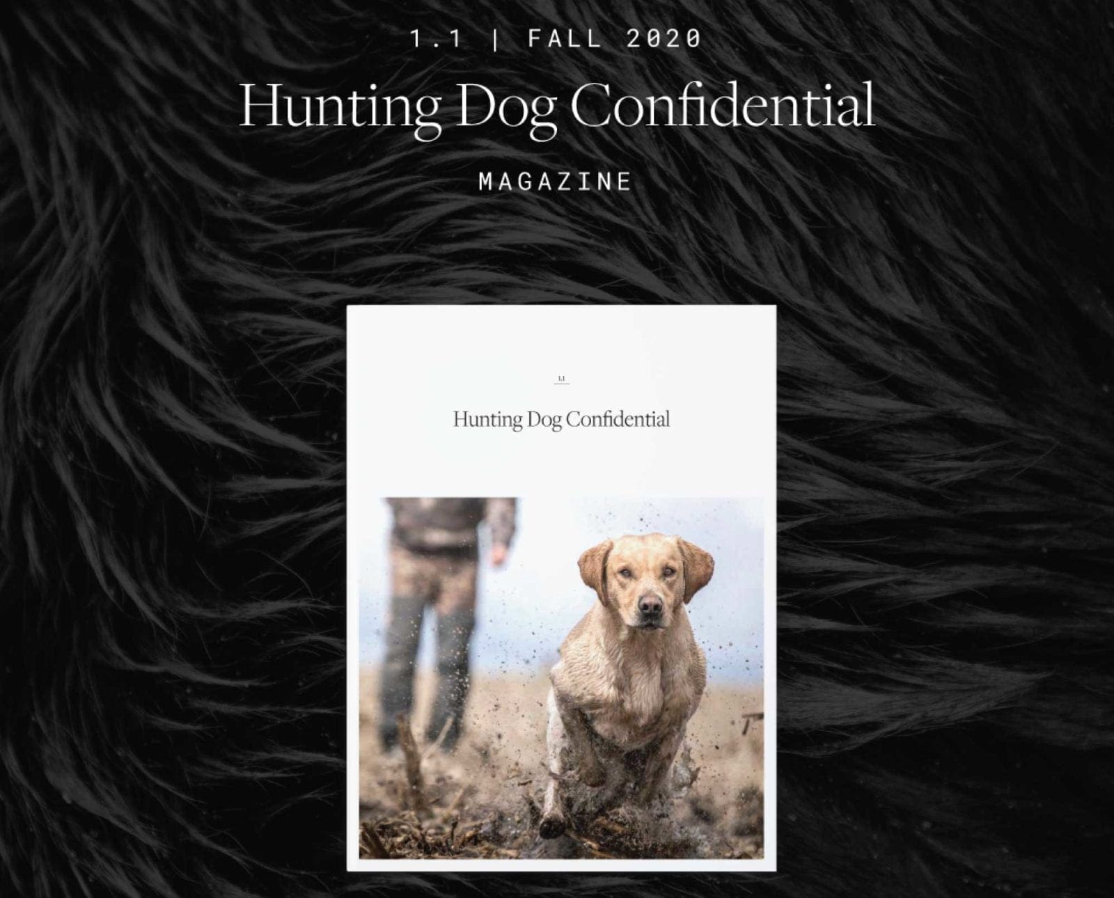 Hunting Dog Confidential – The Magazine - Project Upland