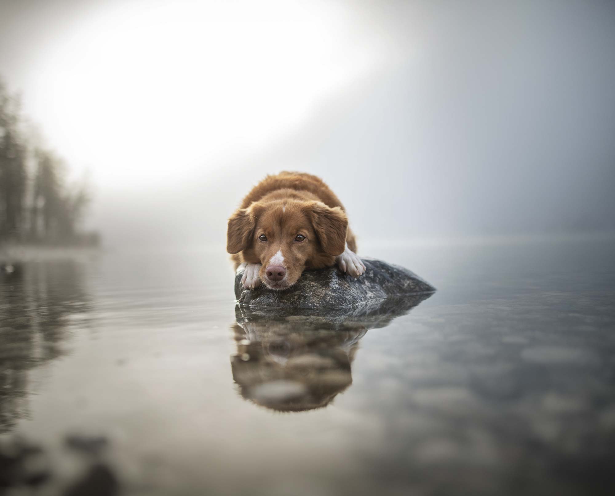 Nova scotia duck 2024 tolling retriever history