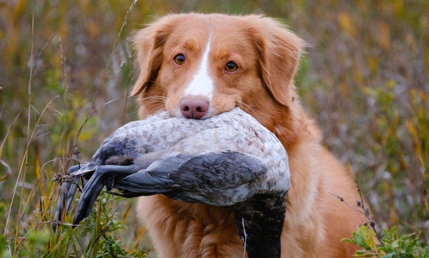 A Nova Scotia Duck Tolling Retriever with a Duck in his mouth. 