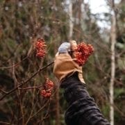 a grouse hunter examines mountain ash berries