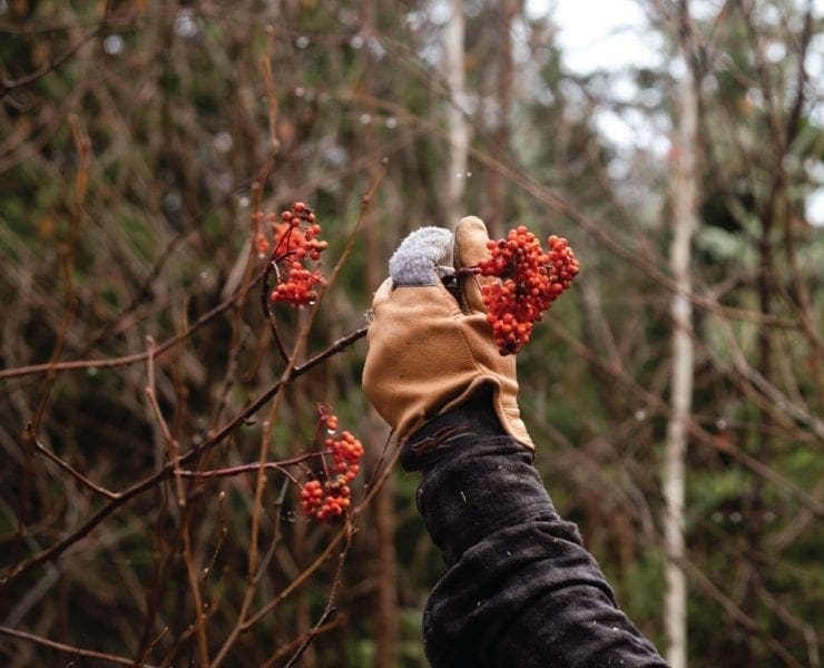 a grouse hunter examines mountain ash berries