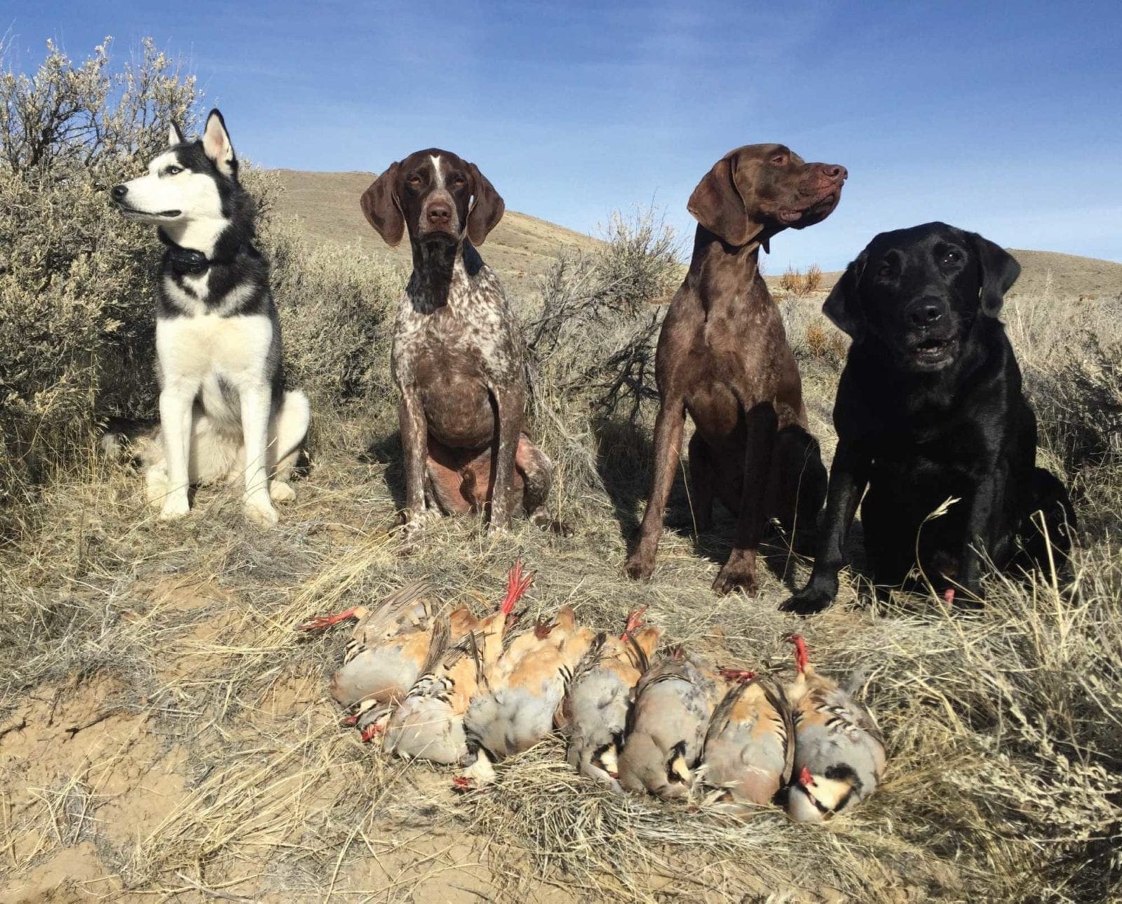 a group of bird dogs ona chukar hunt with Chukar Chasers
