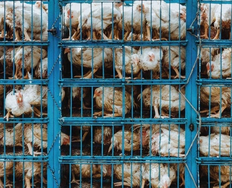 Chickens being transported in cages.