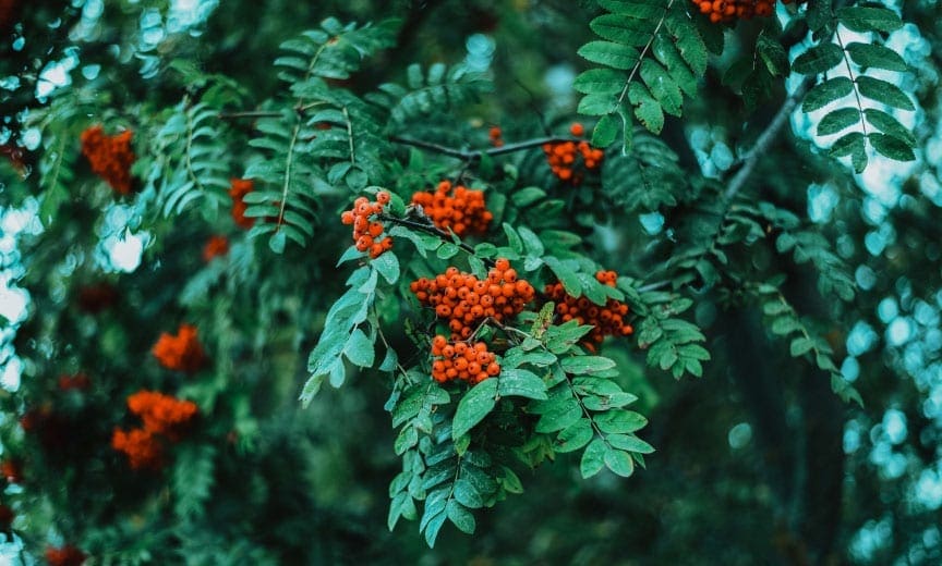 A Mountain Ash tree with fruit and green leaves. 
