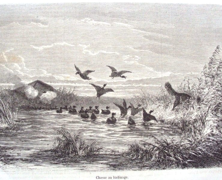 "Chasse au Badinage" A duck tolling retriever attracts ducks in this historic depiction of duck hunting