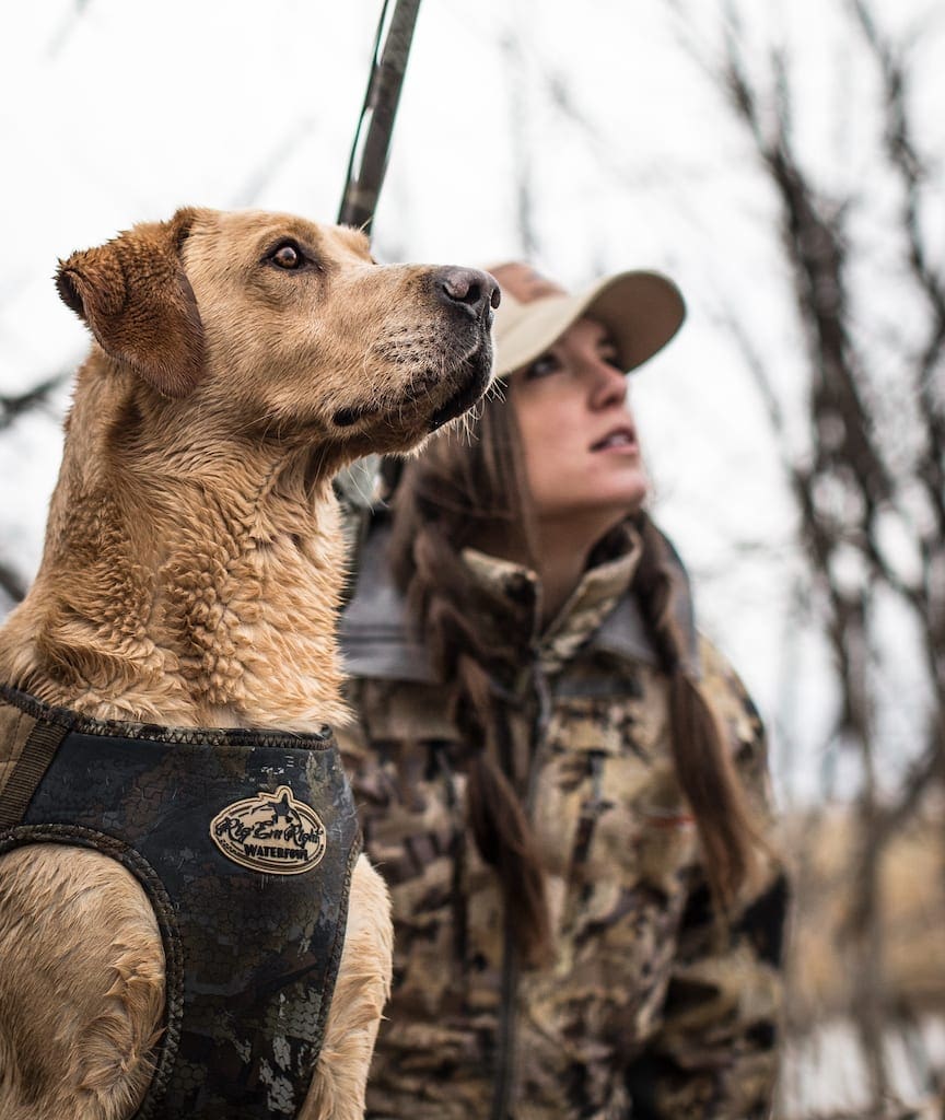 A woman hunts ducks with a yellow lab