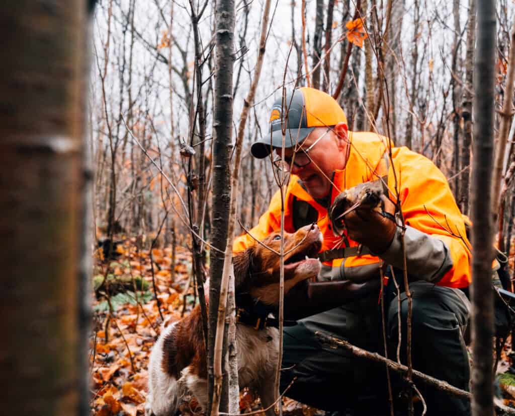 A Brittany retrieves a wild bird for a hunter