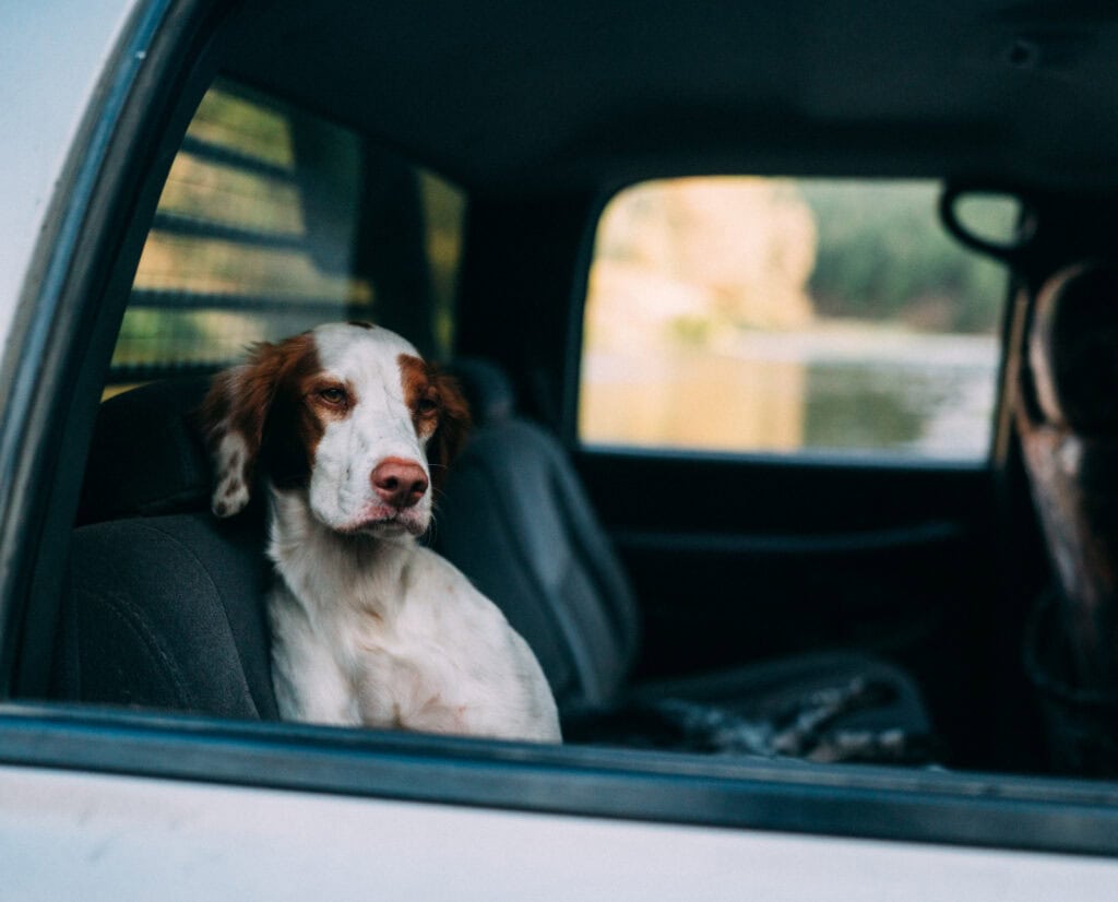 A Brittany sits calmly in a truck. 