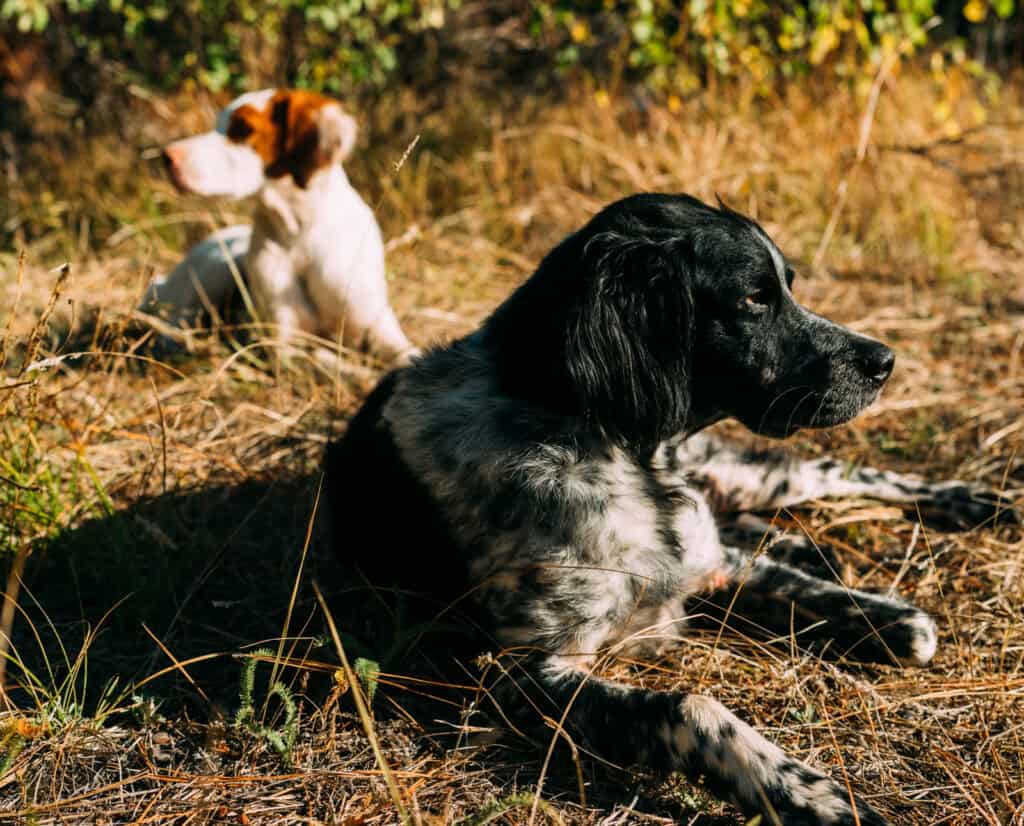 An Epagneul Breton with an American Brittany.