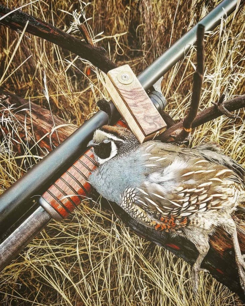 A California quail with a shotgun and a wooden quail call