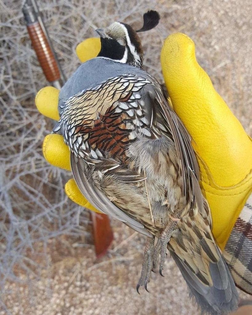 A male California quail in a hunter's hand