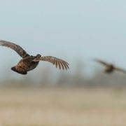 Two prairie chickens fly across a field